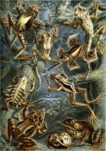 Haeckel art of Batrachia, a clade of amphibians that includes frogs and salamanders